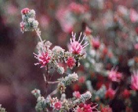 Burrendong Botanic Garden And Arboretum - Accommodation Brunswick Heads 1