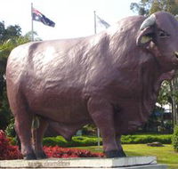 Rockhampton Bull Statues - Accommodation Brunswick Heads