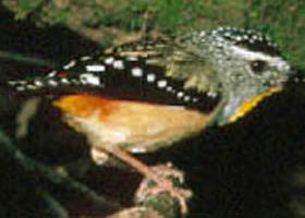 Reef Hills State Park - Accommodation Brunswick Heads 0