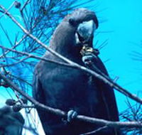 Mount Archer National Park - Accommodation Brunswick Heads