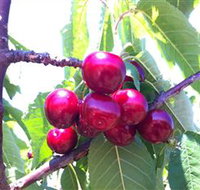 Ballinaclash Orchard and Cellar Door - Accommodation Brunswick Heads