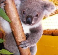 Cooberrie Park Wildlife Sanctuary - Accommodation Brunswick Heads