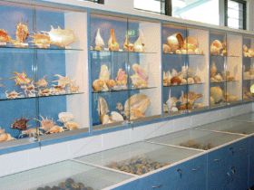 Shell World Yeppoon - Accommodation Brunswick Heads 1