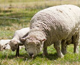 Short Sheep Micro-Winery - Accommodation Brunswick Heads 6
