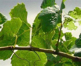 Angullong Wines - Accommodation Brunswick Heads 1