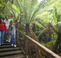 Otway Fly Treetop Adventures - Accommodation Brunswick Heads