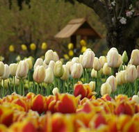 Tulip Top Gardens - Accommodation Brunswick Heads