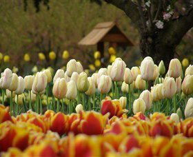 Tulip Top Gardens - Accommodation Brunswick Heads 0