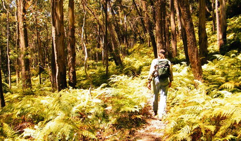 Federal Pass - Accommodation Brunswick Heads 0