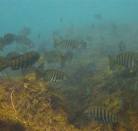 Bunurong Marine and Coastal Park - Accommodation Brunswick Heads