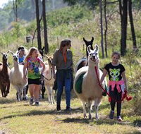 Ottaba Llamas - Accommodation Brunswick Heads