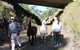 Ottaba Llamas - thumb 1