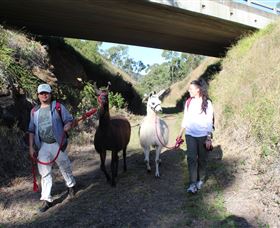 Ottaba Llamas - Accommodation Brunswick Heads 1