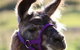 Ottaba Llamas - thumb 3