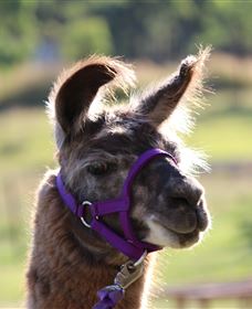 Ottaba Llamas - Accommodation Brunswick Heads 3