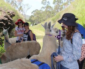 Ottaba Llamas - Accommodation Brunswick Heads 2