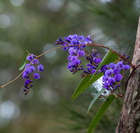 Mann River Nature Reserve - Accommodation Brunswick Heads