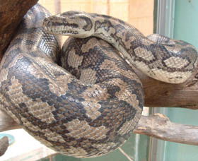 Armadale Reptile Centre - Accommodation Brunswick Heads 0