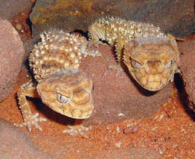 Armadale Reptile Centre - Accommodation Brunswick Heads 1