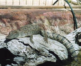 Armadale Reptile Centre - Accommodation Brunswick Heads 2