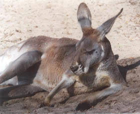 Armadale Reptile Centre - Accommodation Brunswick Heads 3