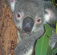Hunter Valley Zoo - Accommodation Brunswick Heads