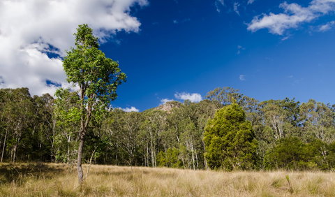 Brush Turkey Track - Accommodation Brunswick Heads 0