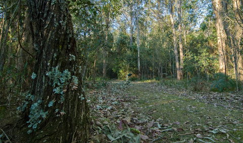 Brush Turkey Track - Accommodation Brunswick Heads 3