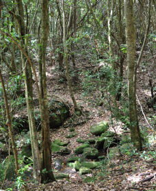 State Forests Of The Watagan Mountains - Accommodation Brunswick Heads 2