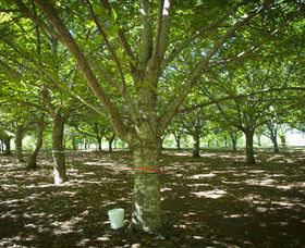 Sassafras Nuts - Accommodation Brunswick Heads 0