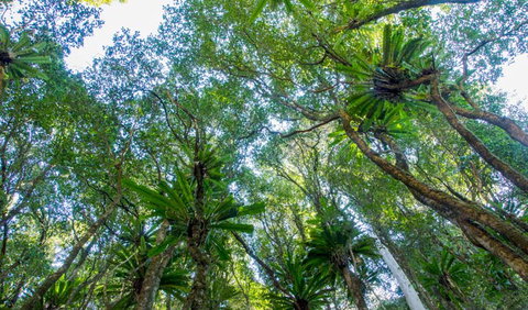 Hidden Treasure Track - Accommodation Brunswick Heads 2