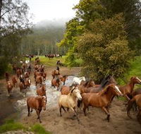 Glenworth Valley Horse Riding - Accommodation Brunswick Heads