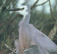 Jack Smith Lake State Game Reserve - Accommodation Brunswick Heads