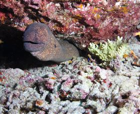 Anchor Bommie Dive Site - Accommodation Brunswick Heads 1