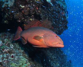 Anchor Bommie Dive Site - Accommodation Brunswick Heads 0