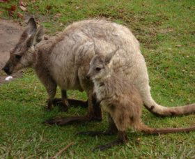 Forest Of Tranquillity - Australian Rainforest Sanctuary - Accommodation Brunswick Heads 1