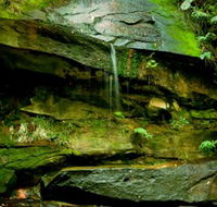 Strickland State Forest - Accommodation Brunswick Heads