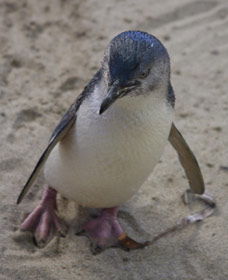 Penguin Island Boardwalks And Walk Trail - Accommodation Brunswick Heads 0