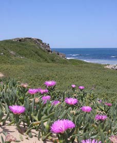 Penguin Island Boardwalks And Walk Trail - Accommodation Brunswick Heads 3