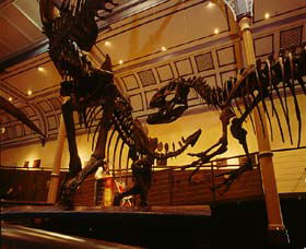 Australian Museum - Accommodation Brunswick Heads 1
