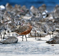 Cooloola Nature - Accommodation Brunswick Heads