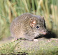 Munmorah State Conservation Area - Accommodation Brunswick Heads