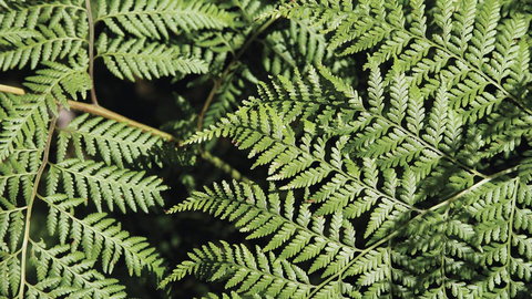 Glenrock State Conservation Area - Accommodation Brunswick Heads 3