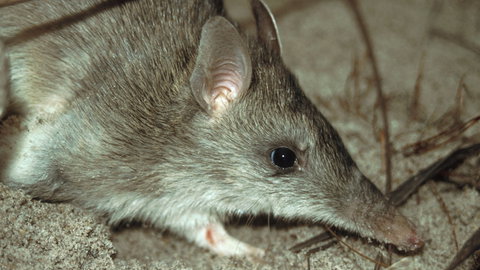 Glenrock State Conservation Area - Accommodation Brunswick Heads 2