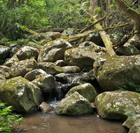 Booyong walking track - Accommodation Brunswick Heads