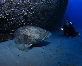HMAS Brisbane Dive Site - Accommodation Brunswick Heads 3