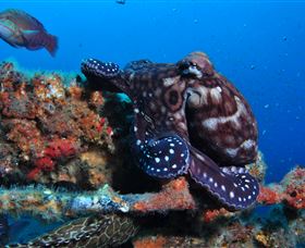 HMAS Brisbane Dive Site - Accommodation Brunswick Heads 2