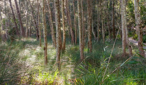 Anabranch Loop Track - Accommodation Brunswick Heads 0