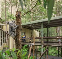 Daisy Hill Koala Centre - Accommodation Brunswick Heads
