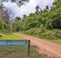 Antarctic Beech picnic area - Accommodation Brunswick Heads